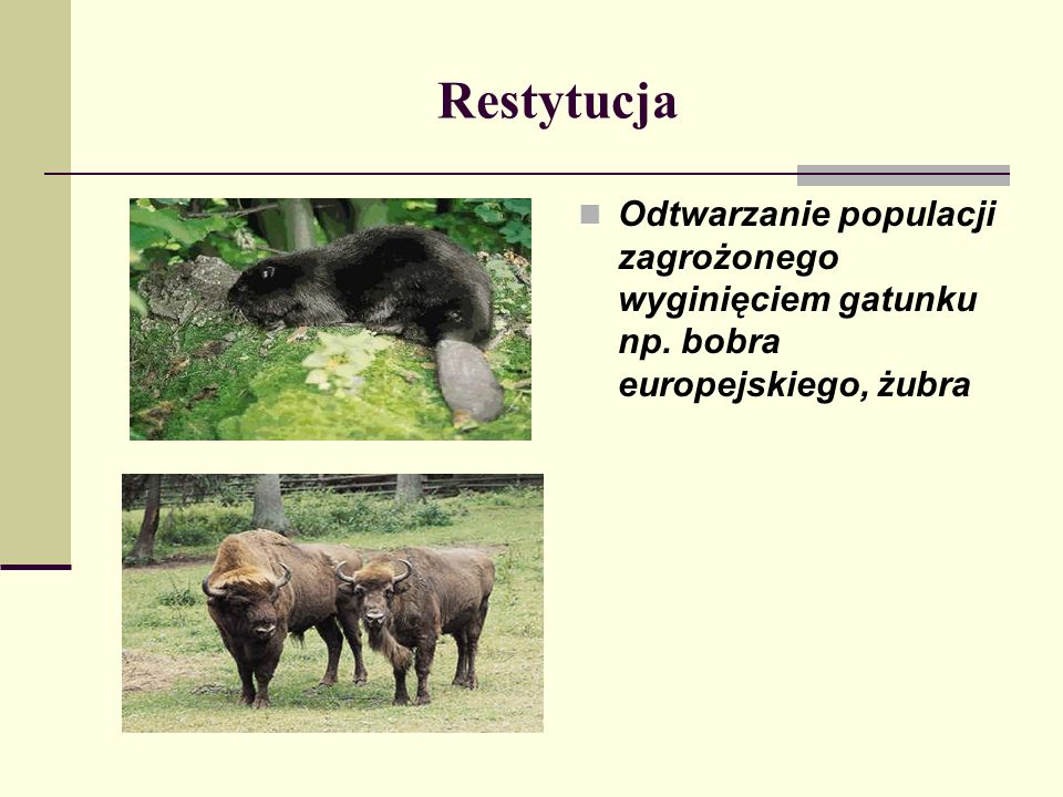 Restytucja Odtwarzanie populacji zagrożonego wyginięciem gatunku np. bobra europejskiego, żubra
