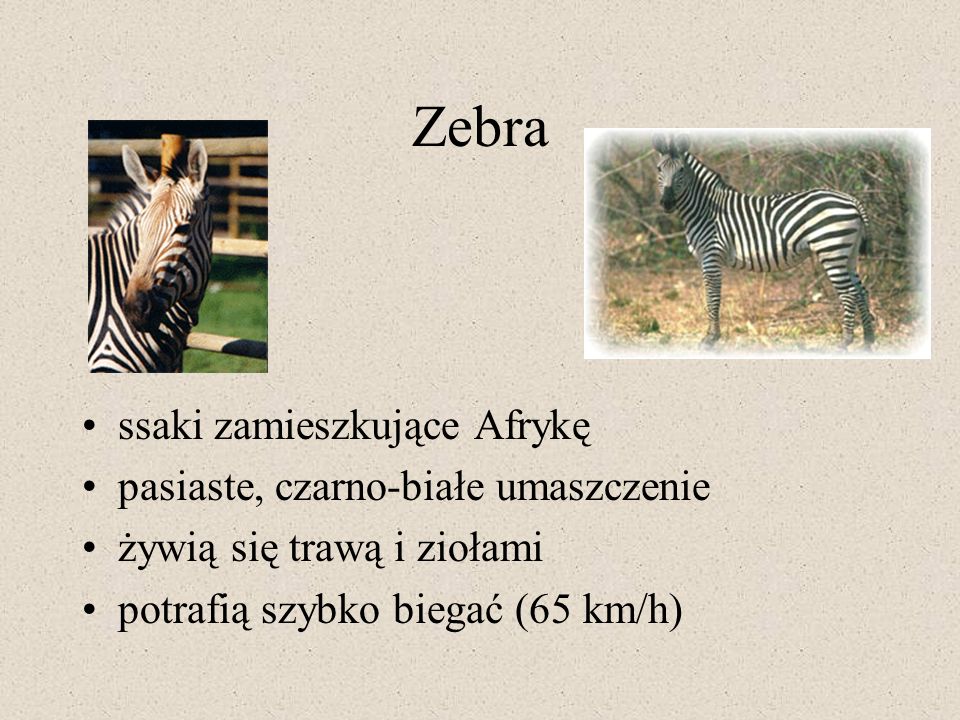 Zebra ssaki zamieszkujące Afrykę pasiaste, czarno-białe umaszczenie