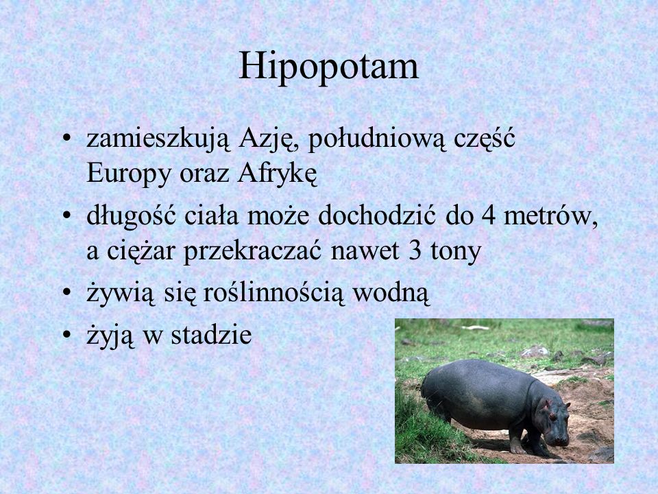 Hipopotam zamieszkują Azję, południową część Europy oraz Afrykę