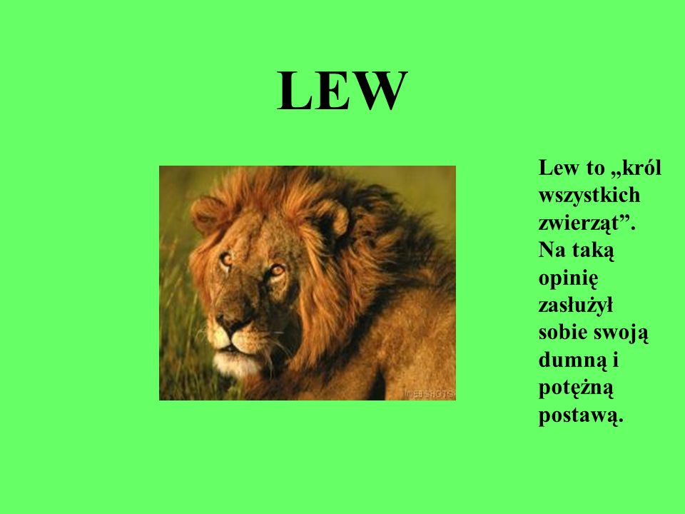 LEW Lew to „król wszystkich zwierząt . Na taką opinię zasłużył sobie swoją dumną i potężną postawą.