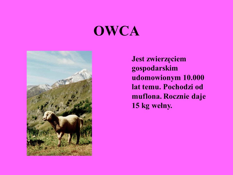 OWCA Jest zwierzęciem gospodarskim udomowionym lat temu.