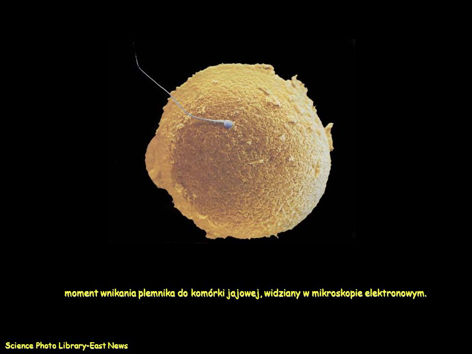 moment wnikania plemnika do komórki jajowej, widziany w mikroskopie elektronowym.