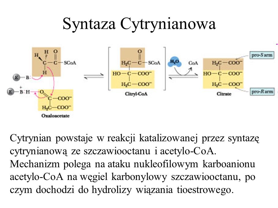Syntaza Cytrynianowa