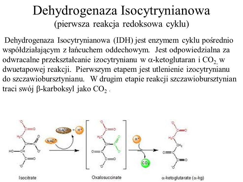 Dehydrogenaza Isocytrynianowa (pierwsza reakcja redoksowa cyklu)