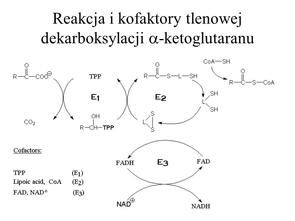 Reakcja i kofaktory tlenowej dekarboksylacji -ketoglutaranu
