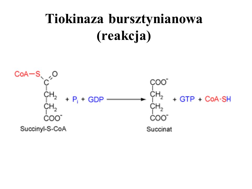 Tiokinaza bursztynianowa (reakcja)