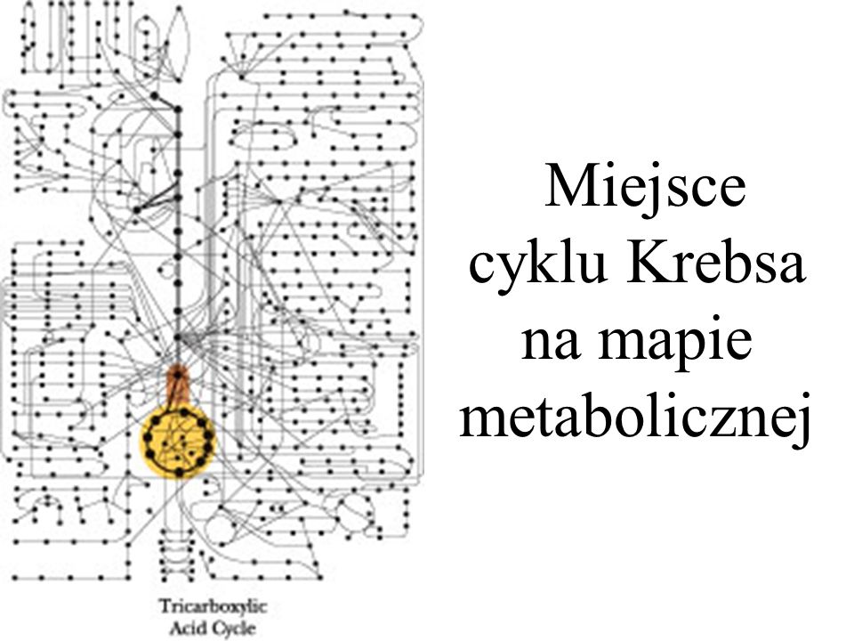 Miejsce cyklu Krebsa na mapie metabolicznej