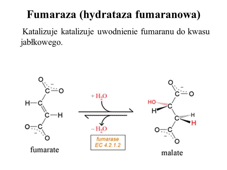 Fumaraza (hydrataza fumaranowa)
