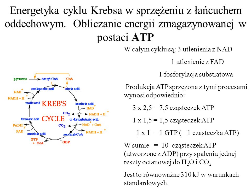 Energetyka cyklu Krebsa w sprzężeniu z łańcuchem oddechowym