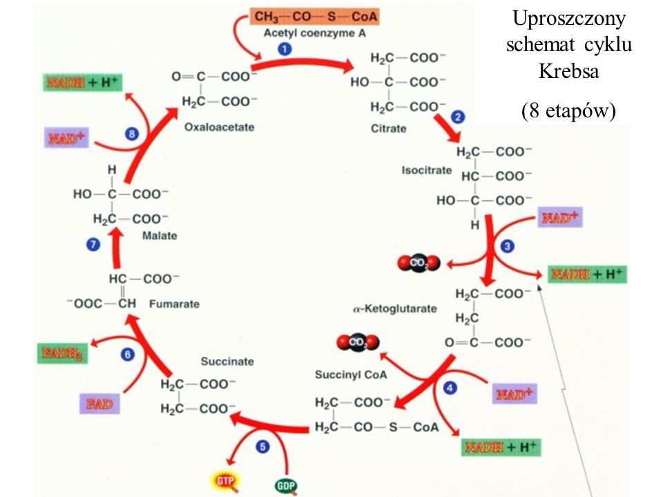 Uproszczony schemat cyklu Krebsa