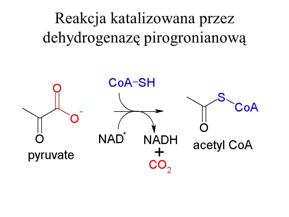 Reakcja katalizowana przez dehydrogenazę pirogronianową