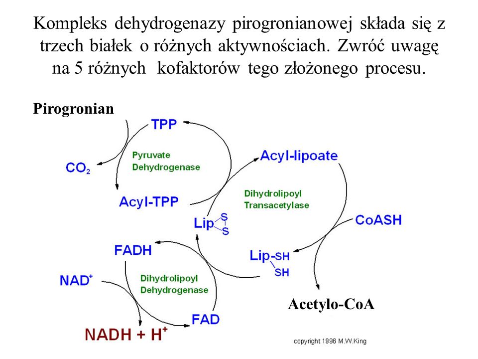 Kompleks dehydrogenazy pirogronianowej składa się z trzech białek o różnych aktywnościach. Zwróć uwagę na 5 różnych kofaktorów tego złożonego procesu.