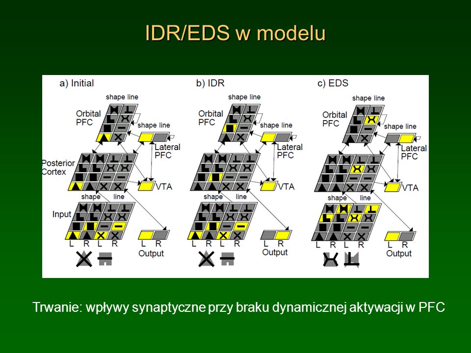 IDR/EDS w modelu Trwanie: wpływy synaptyczne przy braku dynamicznej aktywacji w PFC.