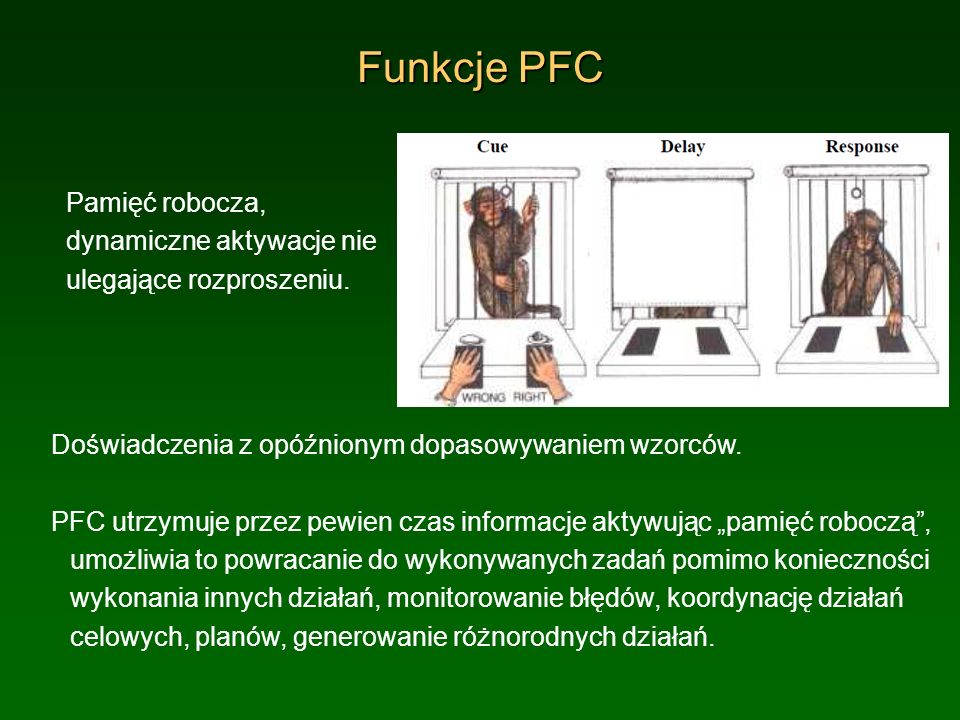 Funkcje PFC Pamięć robocza, dynamiczne aktywacje nie ulegające rozproszeniu. Doświadczenia z opóźnionym dopasowywaniem wzorców.