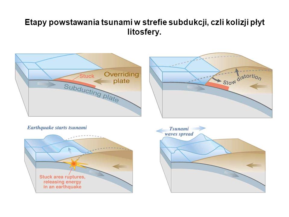 Etapy powstawania tsunami w strefie subdukcji, czli kolizji płyt litosfery.