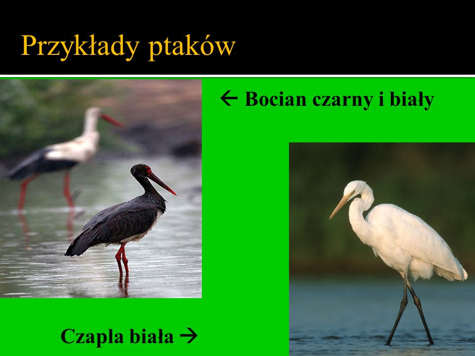 Przykłady ptaków  Bocian czarny i biały Czapla biała 