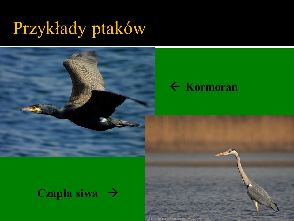 Przykłady ptaków  Kormoran Czapla siwa 