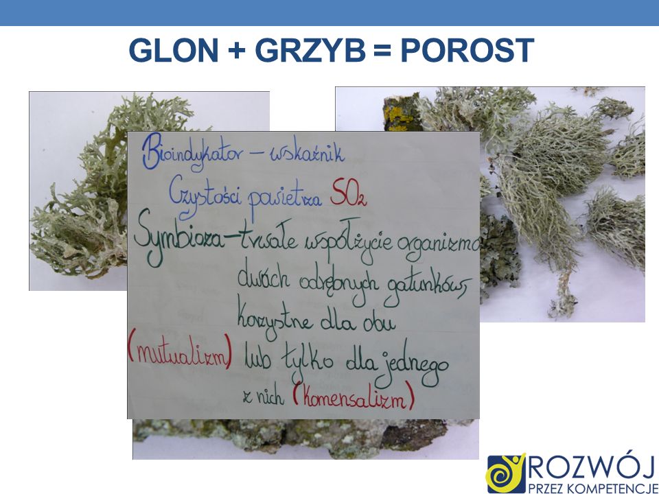 Glon + grzyb = porost