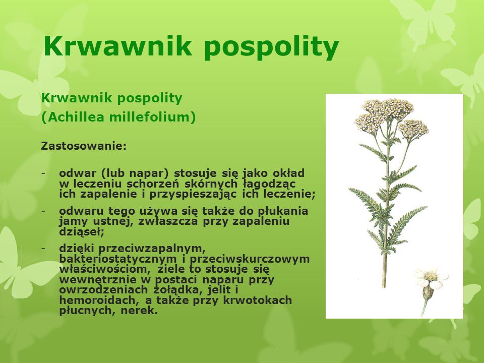 Krwawnik pospolity Krwawnik pospolity (Achillea millefolium)