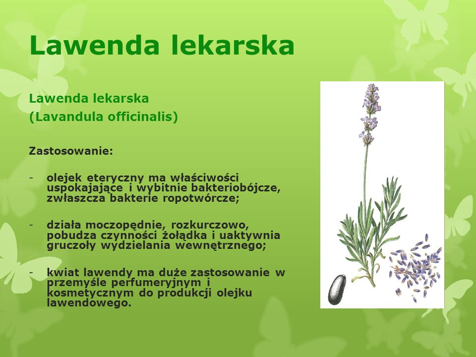 Lawenda lekarska Lawenda lekarska (Lavandula officinalis)
