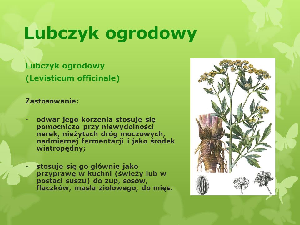 Lubczyk ogrodowy Lubczyk ogrodowy (Levisticum officinale)