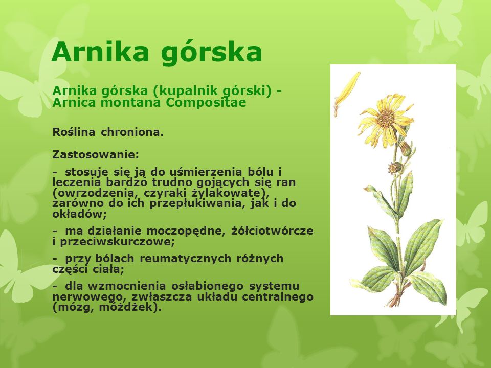Arnika górska Arnika górska (kupalnik górski) - Arnica montana Compositae. Roślina chroniona. Zastosowanie: