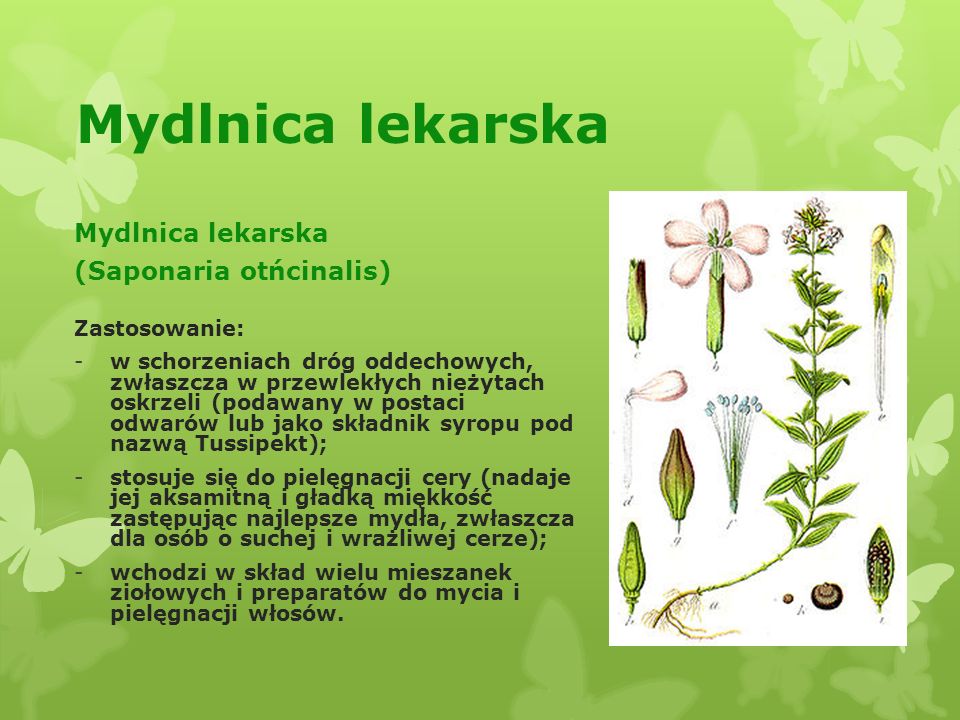 Mydlnica lekarska Mydlnica lekarska (Saponaria otńcinalis)