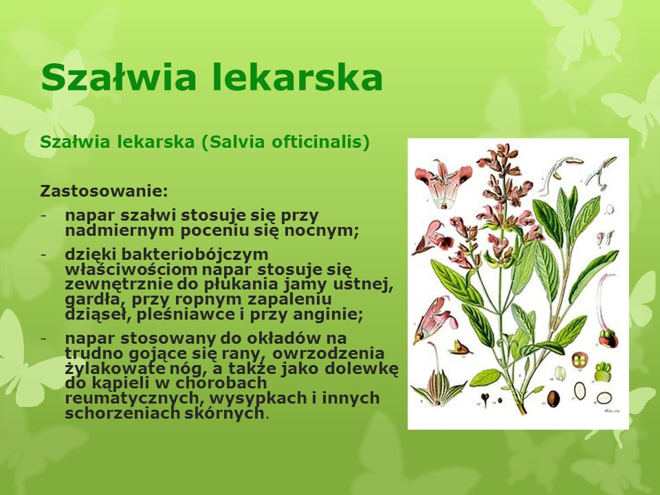 Szałwia lekarska Szałwia lekarska (Salvia ofticinalis) Zastosowanie: