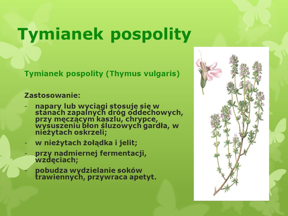 Tymianek pospolity Tymianek pospolity (Thymus vulgaris) Zastosowanie: