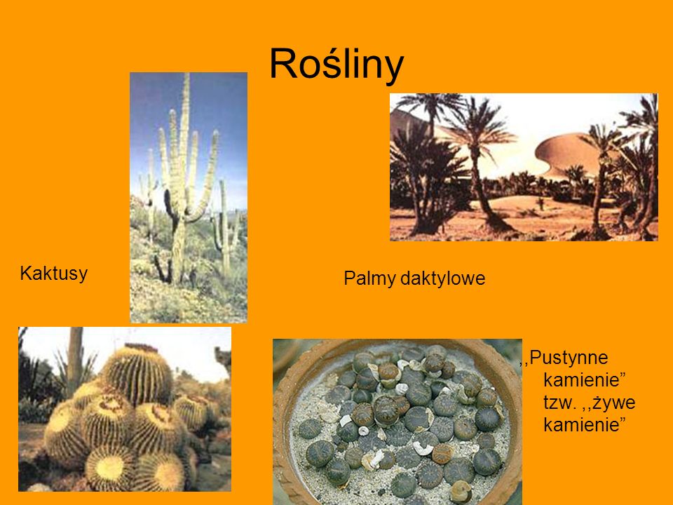 Rośliny Kaktusy Palmy daktylowe