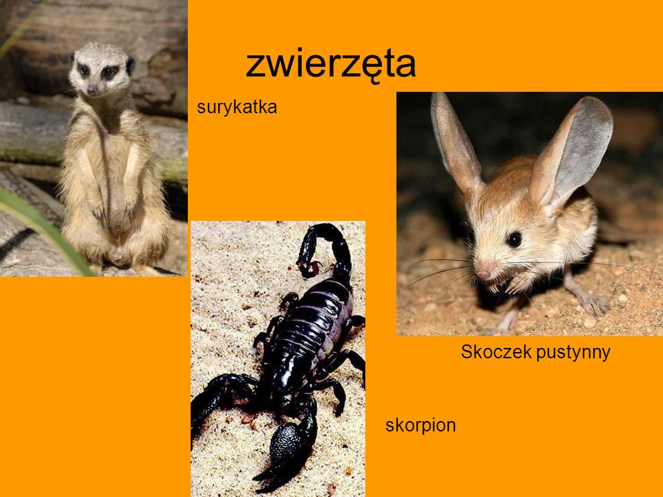 zwierzęta surykatka Skoczek pustynny skorpion
