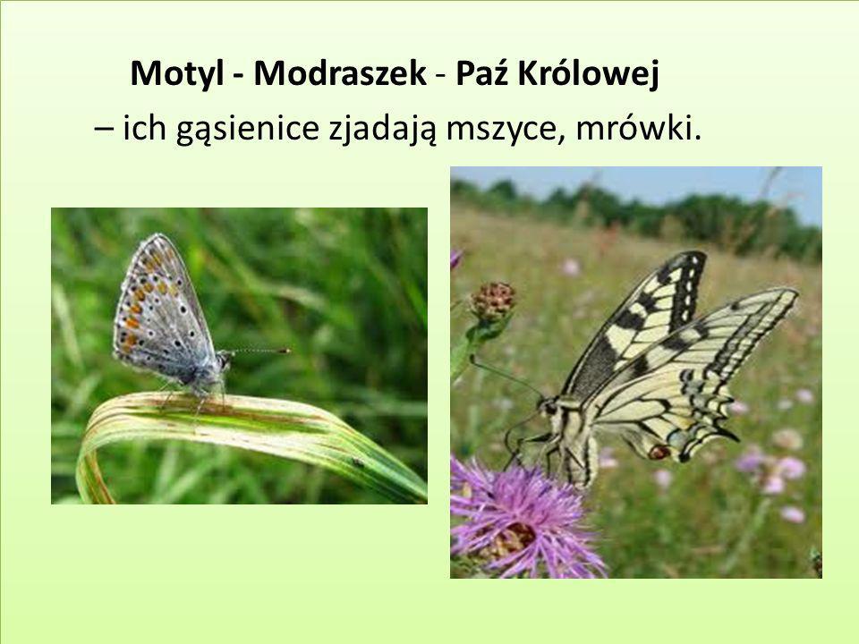 Motyl - Modraszek - Paź Królowej – ich gąsienice zjadają mszyce, mrówki.