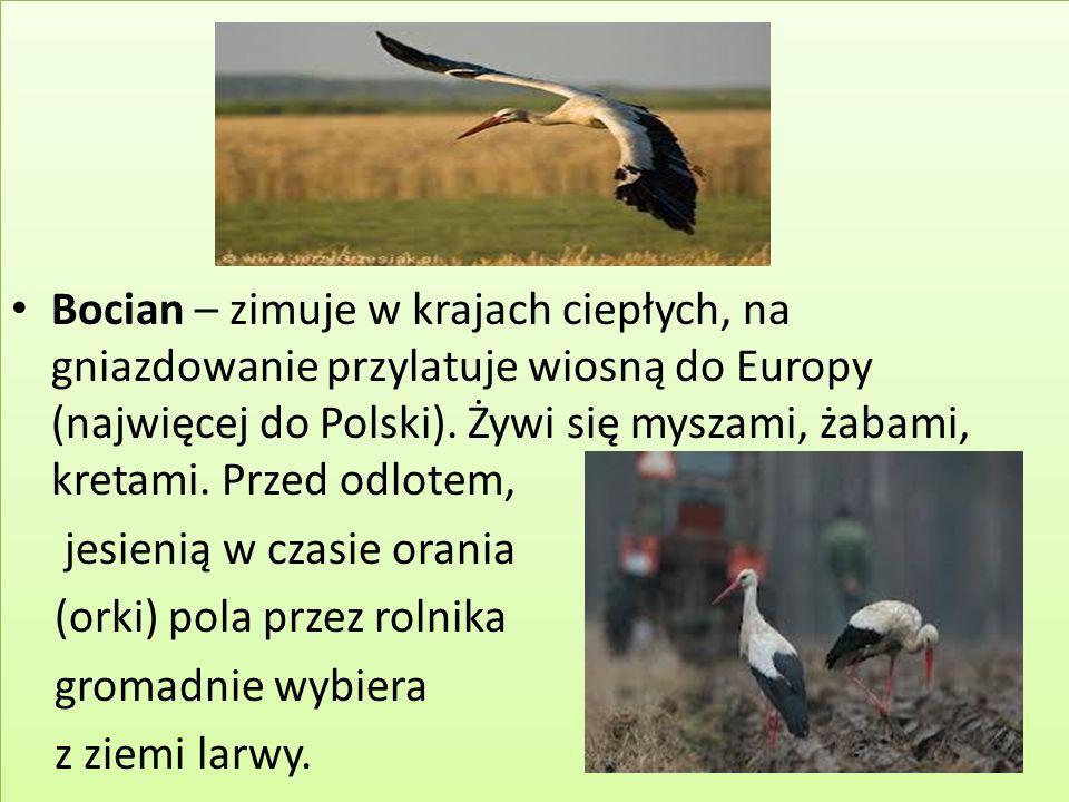 Bocian – zimuje w krajach ciepłych, na gniazdowanie przylatuje wiosną do Europy (najwięcej do Polski). Żywi się myszami, żabami, kretami. Przed odlotem,