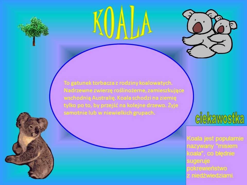 KOALA ciekawostka To gatunek torbacza z rodziny koalowatych.