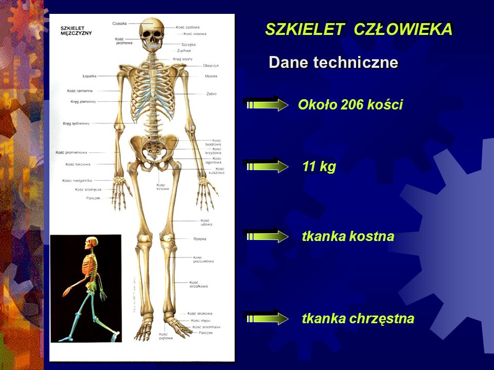 SZKIELET CZŁOWIEKA Dane techniczne Około 206 kości 11 kg tkanka kostna