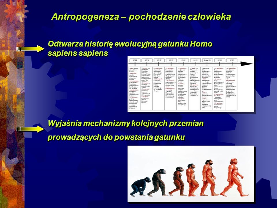 Antropogeneza – pochodzenie człowieka