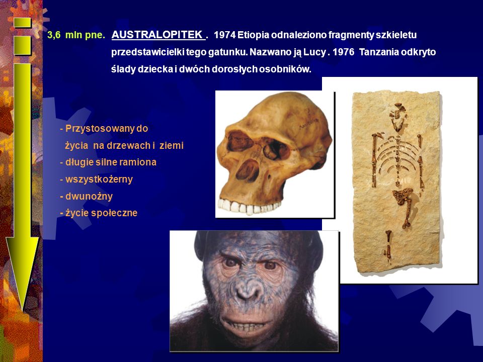 3,6 mln pne. AUSTRALOPITEK Etiopia odnaleziono fragmenty szkieletu
