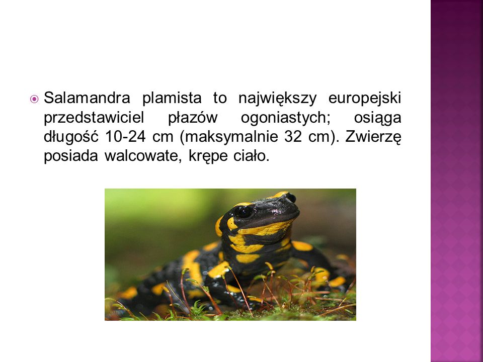 Salamandra plamista to największy europejski przedstawiciel płazów ogoniastych; osiąga długość cm (maksymalnie 32 cm).