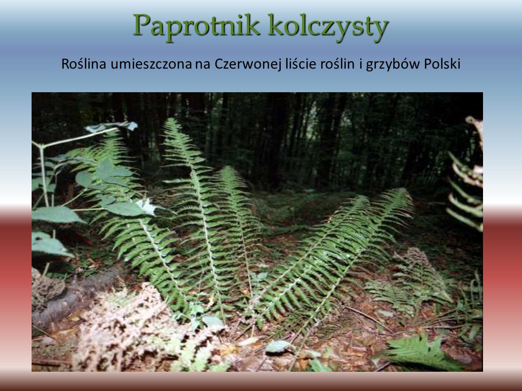 Roślina umieszczona na Czerwonej liście roślin i grzybów Polski
