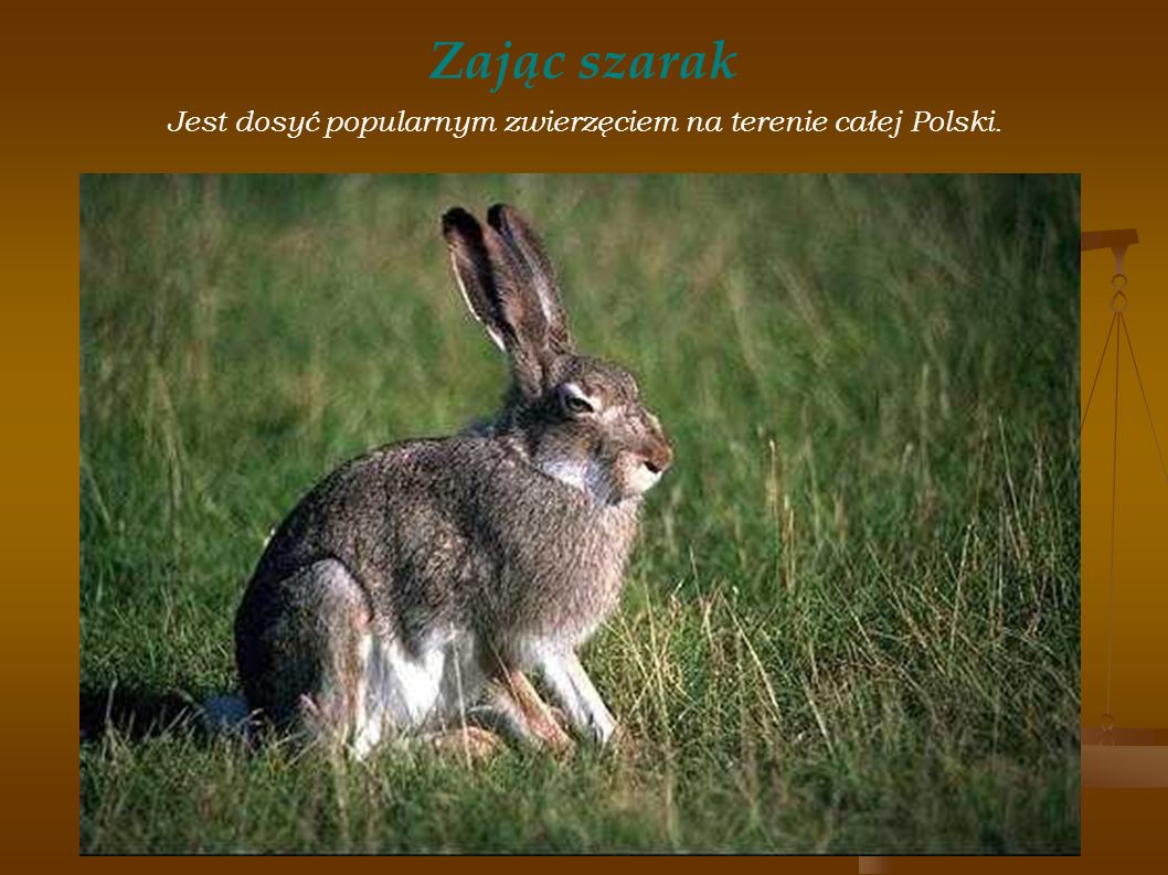 Jest dosyć popularnym zwierzęciem na terenie całej Polski.
