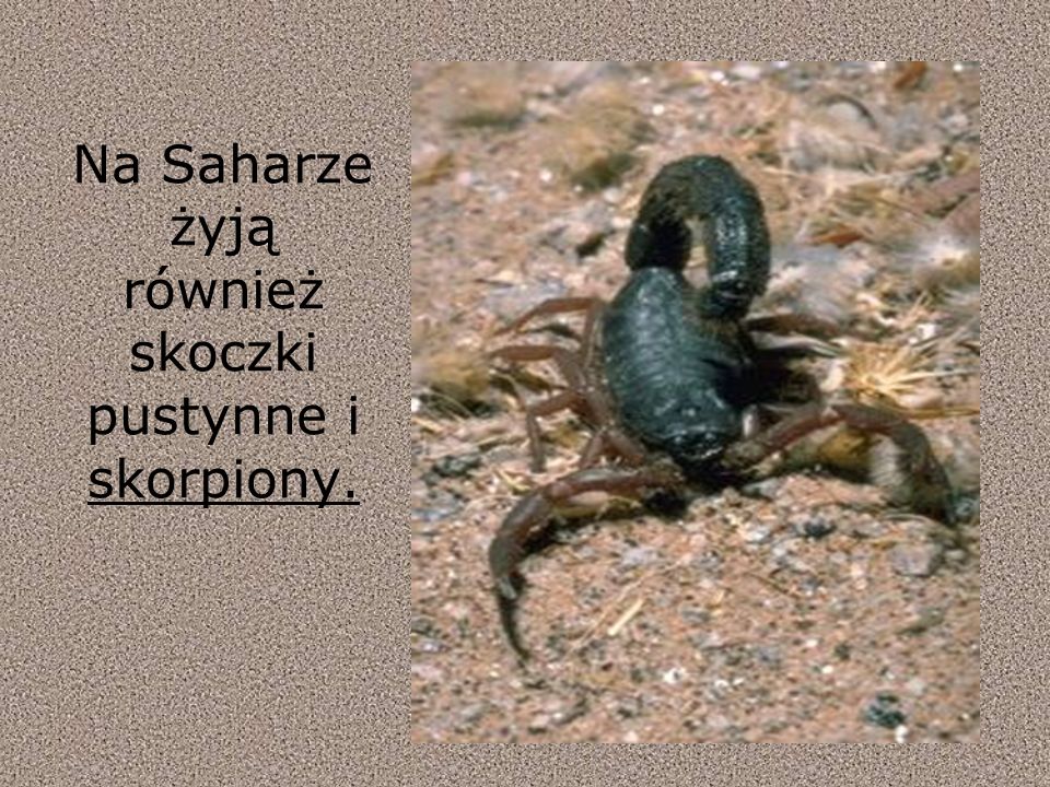 Na Saharze żyją również skoczki pustynne i skorpiony.