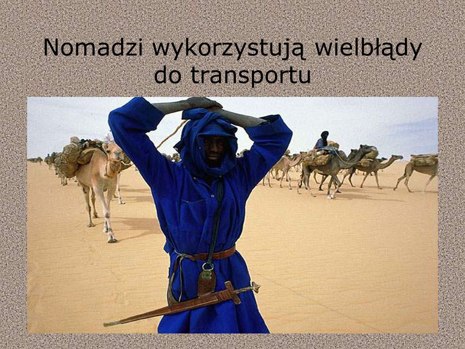 Nomadzi wykorzystują wielbłądy do transportu