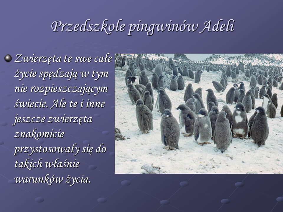 Przedszkole pingwinów Adeli