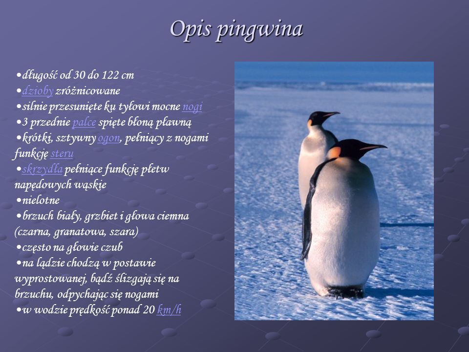 Opis pingwina długość od 30 do 122 cm dzioby zróżnicowane