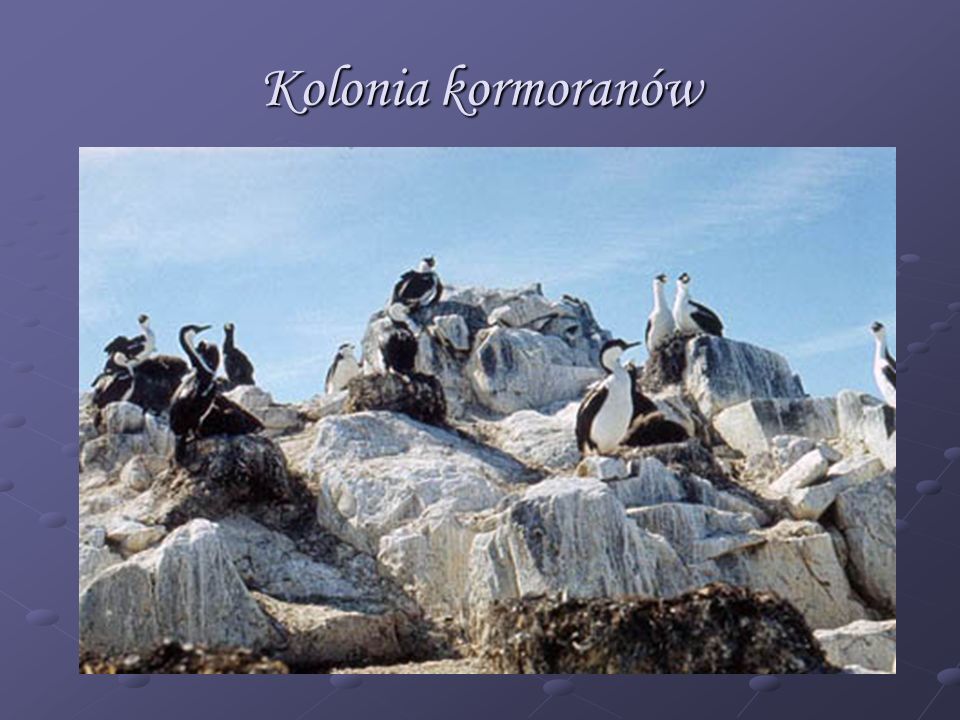 Kolonia kormoranów