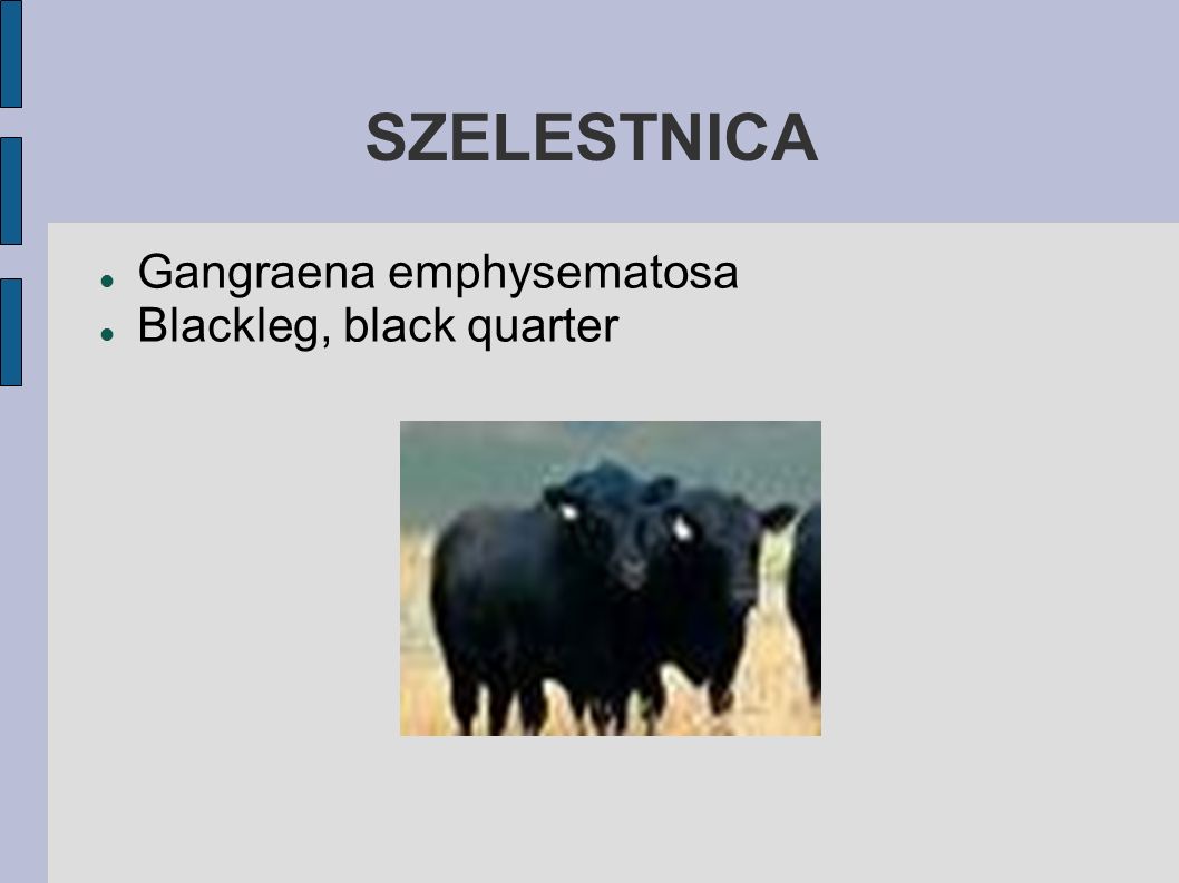 SZELESTNICA Gangraena emphysematosa Blackleg, black quarter