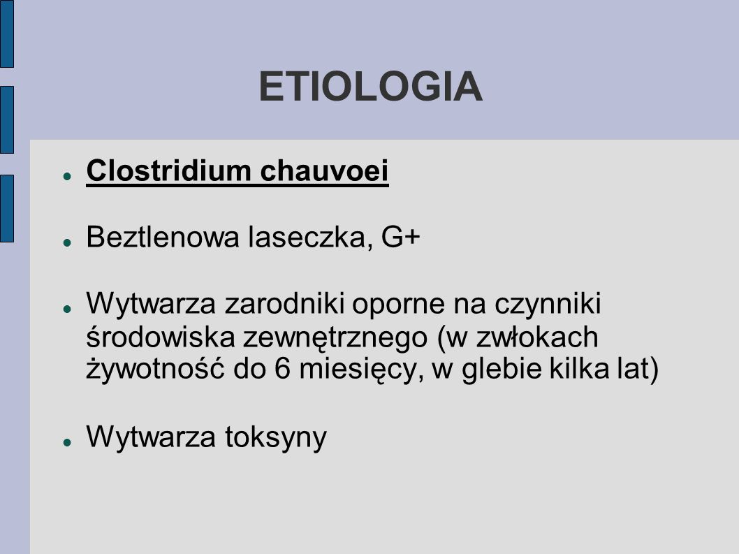 ETIOLOGIA Clostridium chauvoei Beztlenowa laseczka, G+