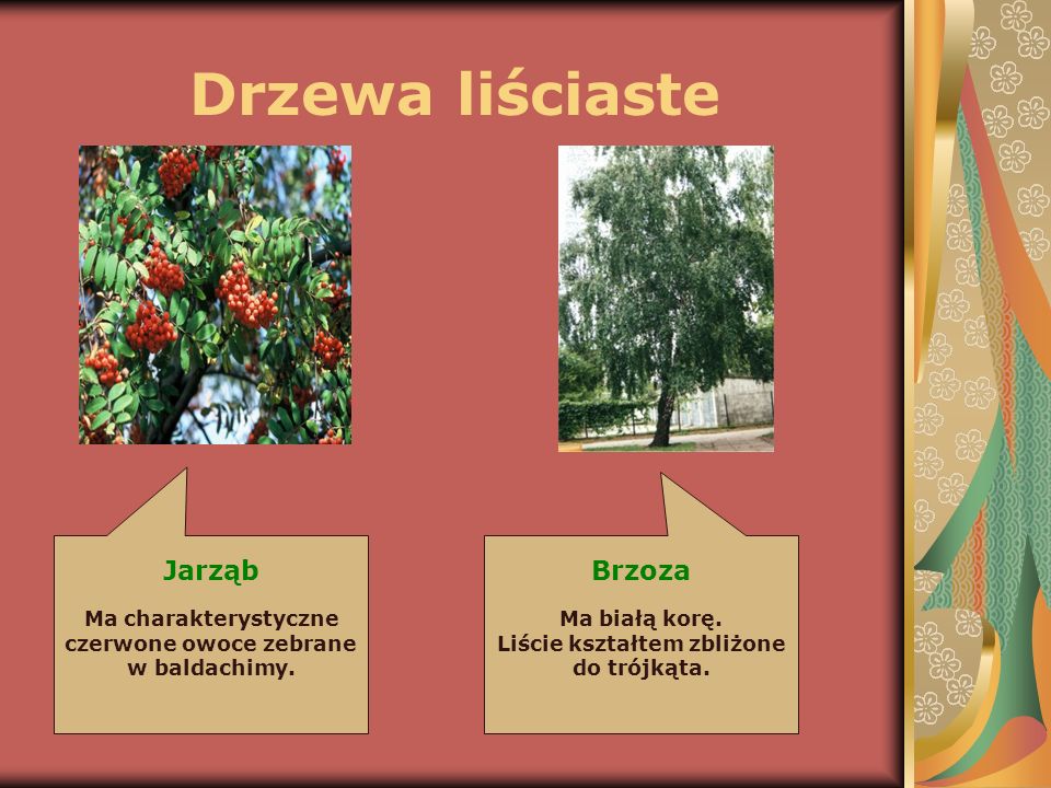 Drzewa liściaste Jarząb Brzoza