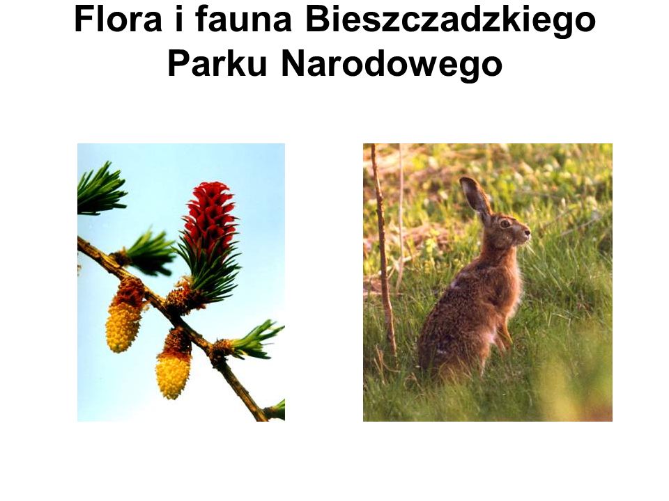 Flora i fauna Bieszczadzkiego Parku Narodowego