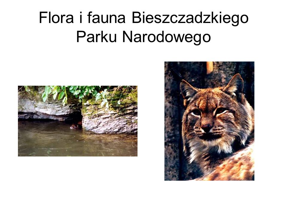 Flora i fauna Bieszczadzkiego Parku Narodowego